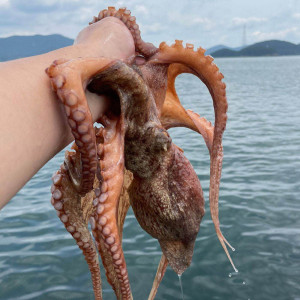 [km][C12-102]통영 앞바다에서 통발로 건져올린 자연산 돌문어 1kg(1~3미)