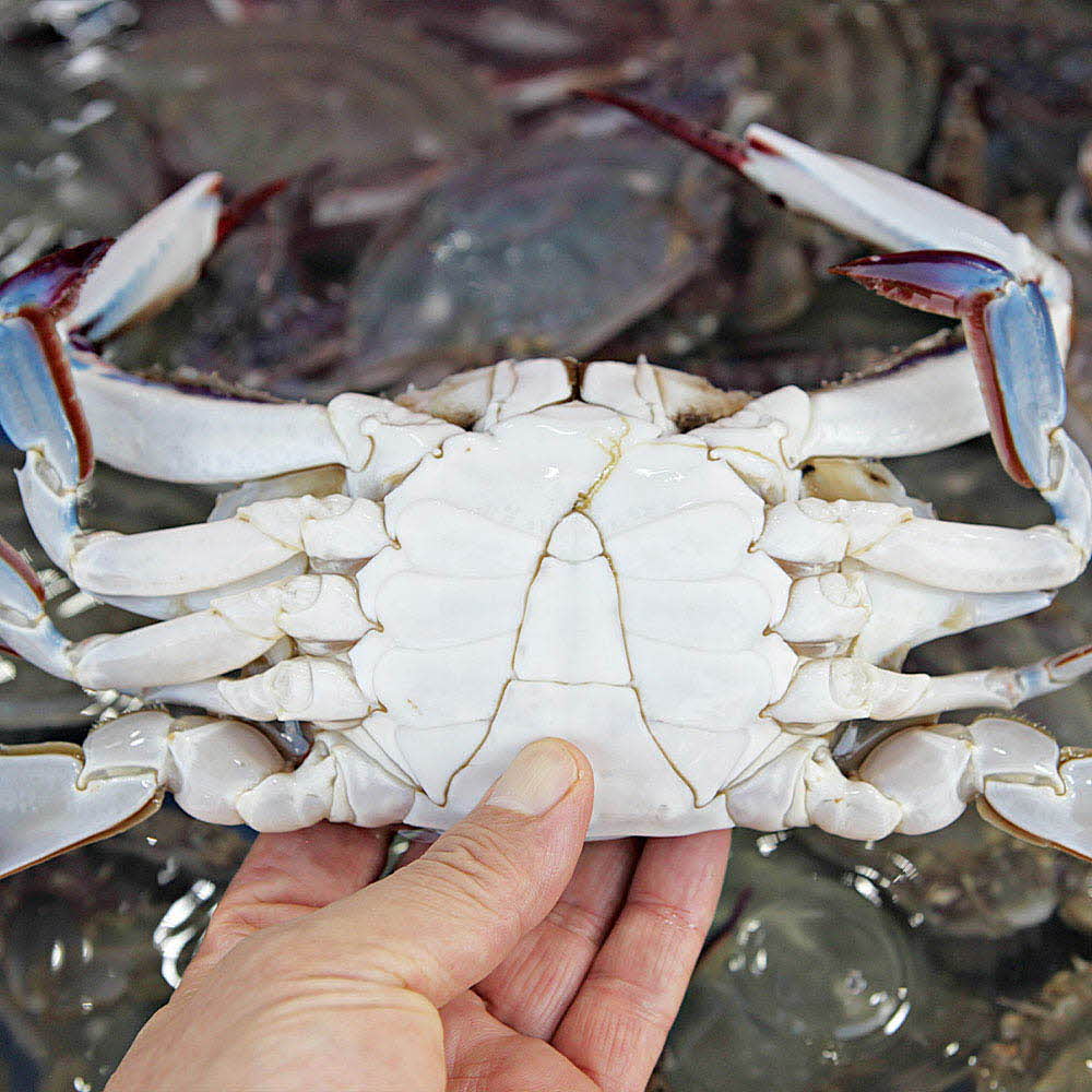 [km][C12-103]서해안 최대 꽃게산지 태안 신진도 활꽃게(톱밥) 2kg
