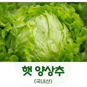 [km]국내산 양상추 2통(총 600g 이상)