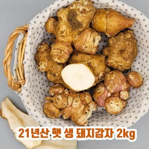 [km]21년산 햇 생 돼지감자 2kg