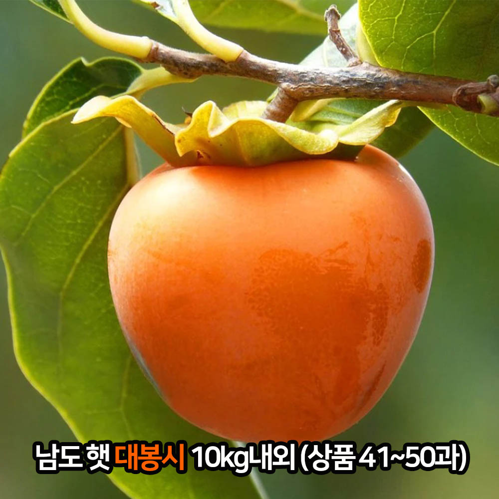 [km]남도 햇 대봉시 10kg내외(상품 41~50과)