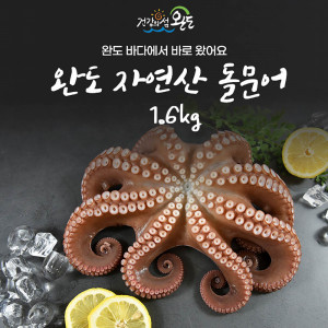 [km]미각기행 더줌 완도 자연산 돌문어 2kg 산지직송