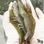 [km]미각기행 더줌 흰다리새우 (32미 내외) 1kg 산지직송