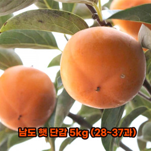 [km]남도 햇 단감 5kg(28~37과)