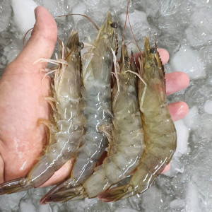 [km]국내산 신안 생생특대새우 1Kg (32~35미 내외)