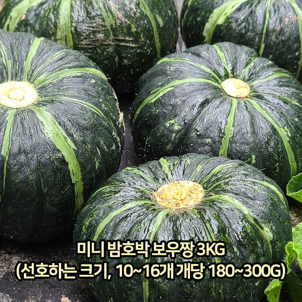 [km]21년 수확한 남도 미니 밤호박 보우짱 3kg(선호하는 크기, 10~16개 개당 180~300g)