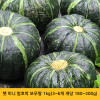 [km]햇 미니 밤호박 보우짱 1kg(3~6개 개당 180~300g)