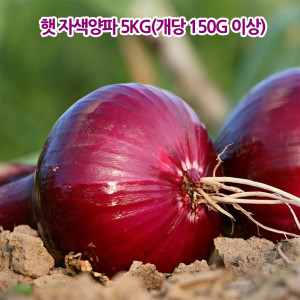 [km]햇 자색양파 5kg(개당 150g 이상)