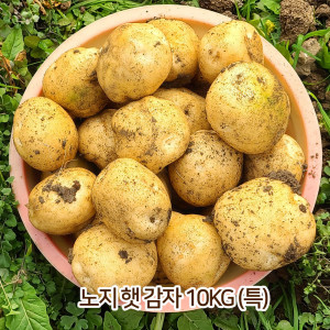 [km]노지 햇 감자 10kg (특)