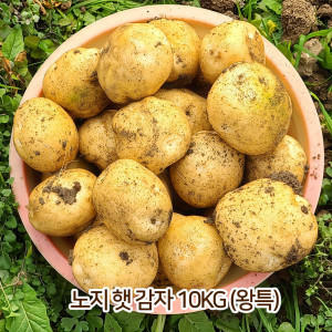 [km]노지 햇 감자 10kg (왕특)