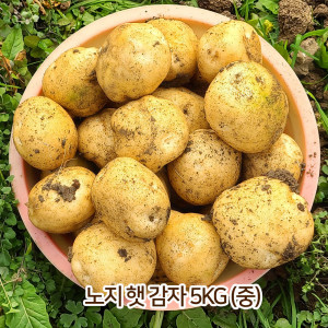 [km]노지 햇 감자 3kg (중)