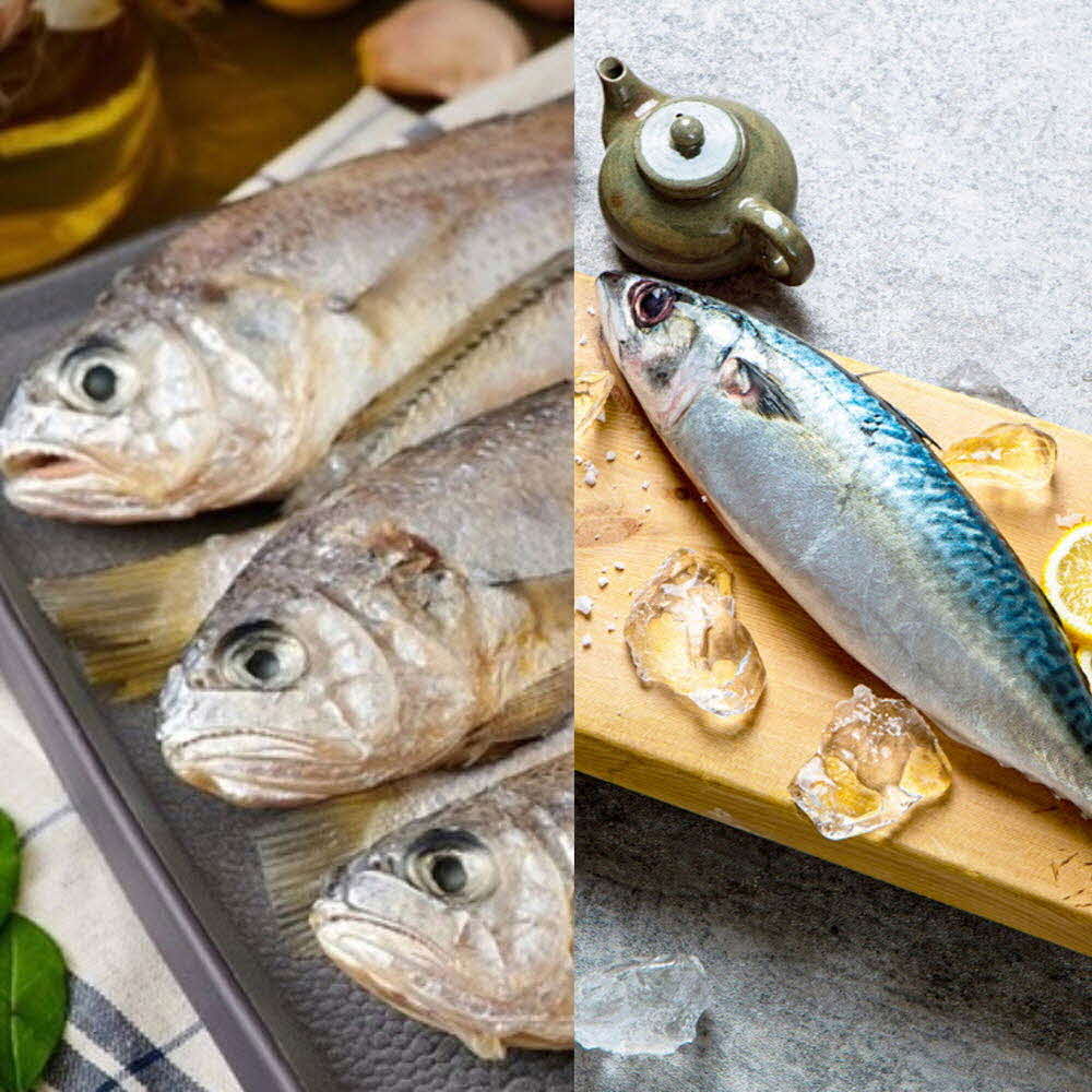 [km]해올찬 제주 혼합세트 참조기(60g 내외) 18마리 + 고등어 (100~120g) 6팩