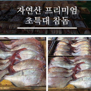 [km]자연산 프리미엄 초특대 참돔