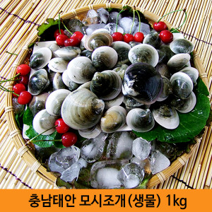 [km]충남태안 모시조개[생물] 1kg