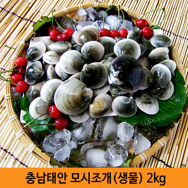 [km]충남태안 모시조개[생물] 2kg