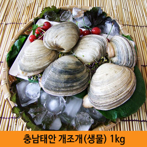 [km]충남태안 개조개[생물] 1kg